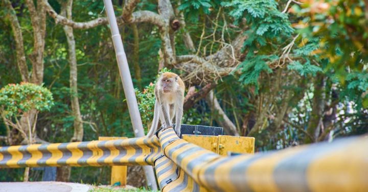 Green Rail Travel - Brown Primate on Railings