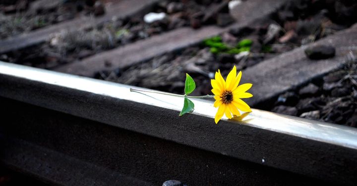 Railroad - Yellow Petaled Flower on Top of White Surface