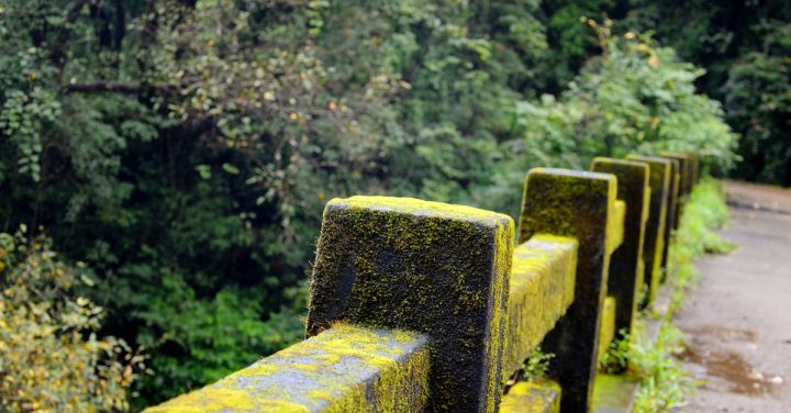 Green Rail Travel - Concrete Fence With Green Moss Near Green Tree