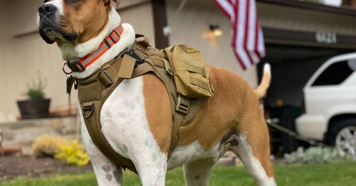 Armored Train - Brown and White Short Coated Military Dog on Green Grass