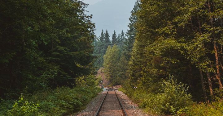 Railway Engineering - Straight rural railway running through abundant evergreen woodland trees on clear summer day